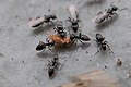 Rojící se mravenci Technomyrmex albipes
