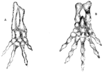 Skeleton of Manus and Pes of a Tailed Batrachian (from Professor Gegenbaur's "Tarsus and Carpus").