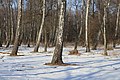 6. Közönséges nyír (Betula pendula). Nyírerdő Szlavne település közelében (Vinnicjai terület, Ukrajna) (javítás)/(csere)