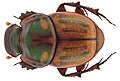 Onthophagus shimba