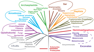 Eukaryotic tree of life showing the diversity of eukaryotic cells.