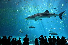 Photo showing visitors in shadow watching whale shark in front of many other fish.
