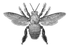 Xylocopa icon.png