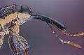 Image 6 Rhinotia hemistictus Photograph: Spongepuppy A focus stacked composite image showing head detail of Rhinotia hemistictus, a species of beetle. More selected pictures