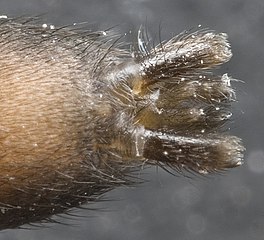 Ventral aspect of spinnerets of spider species with unusually long spinnerets.