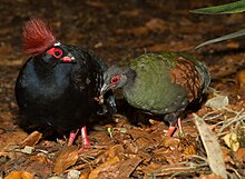 Crested Wood Partridge (Rollulus rouloul), male and female.jpg