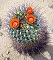 Late-blooming barrel cactus in Landers, California