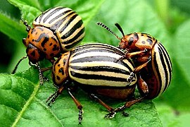 Mating adult beetles