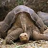 Lonesome George, the last known Pinta Island tortoise