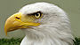 Bald eagle closeup 16x9.jpg