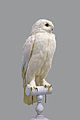 Snowy owl: The oldest mount in the museum, collected by Mr Dode in 1807