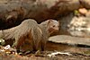 An Indian grey mongoose, which is found in Mesopotamia