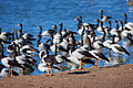 Magpie goose colony at Serendip Sanctuary