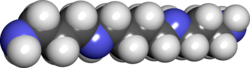 Spacefill model of spermine