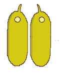 Poricidal dehiscence of a pair of anthers