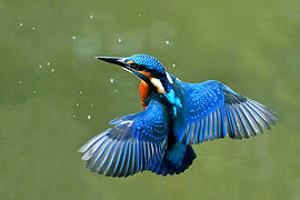 Common kingfisher hovering