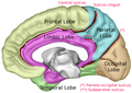 Обідкова частка (фіолетовим) в правій півкулі головного мозку.