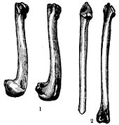 Szkic przedstawiający cztery kości długie alki olbrzymiej