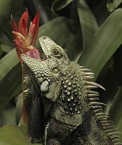 Тюз игуана (Iguana iguana), «Гёбелекле дуниясы» парк, Стелленбос, КъАР