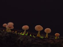 Bioluminescent Mycena roseoflava