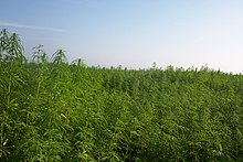 Industrial hemp production in France