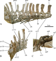Caudal vertebrae of Ischioceratops, showing haemal arches below tail.