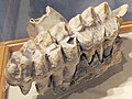 アメリカマストドンの大臼歯。State Museum of Pennsylvaniaにて
