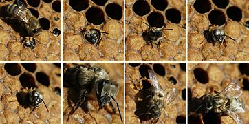 Emergence of a European dark honey bee (A. m. mellifera)