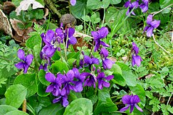 Devon Violets. Viola odorata (33624079715).jpg