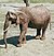 Elephant african.jpg