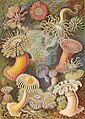 Image 32The 49th plate from Ernst Haeckel's Kunstformen der Natur, 1904, showing various sea anemones classified as Actiniae, in the Cnidaria phylum (from Marine invertebrates)