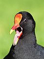 Beak and tongue detail