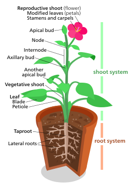 A diagram of a "typical" eudicot, the most common type of plant (three-fifths of all plant species).[178] However, no plant actually looks exactly like this.