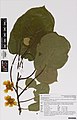 Actinidia chinensis A. deliciosa (A.Chev.) C.F.Liang and A.R.Ferguson var. deliciosa Planch. (AM AK355312).jpg