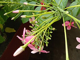 Buds and flowers of Combretum indicum in West Bengal, India