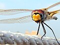 Dragonfly, Kolkata India
