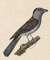 Leptosomus discolor - 1825-1834 - Print - Iconographia Zoologica - Special Collections University of Amsterdam - (cropped).tif