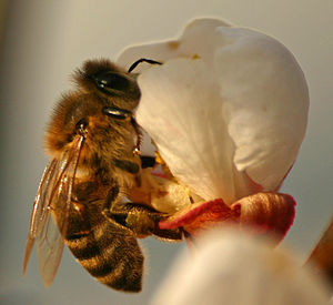 Čebela na cvetu marelice