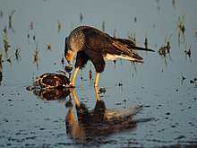 Photo of a large bird eating a turtle
