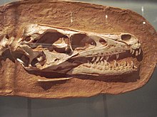 Linheraptor skull.jpg