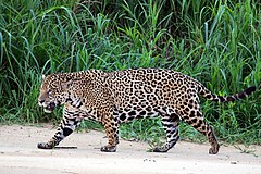 Jaguaras (Panthera onca)