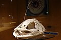 Lophius piscatorius Cranio de peixe sapo