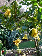 Buddha's hand citron in Val Rahmeh botanical garden
