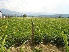 Нива посадена со компири во Скопско