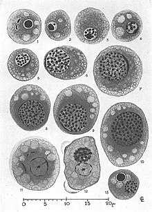 Endolimax nana parasitized by Nucleophaga hypertrophica Epstein 1922 - Annales de Parasitologie Humaine et Comparée 1935.jpg