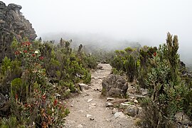La ruta Mweka, que serpentea en medio de la vegetación de brezales y maquias.