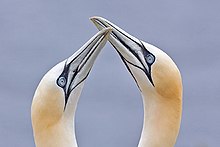 Northern gannets billing.