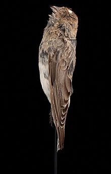 Naturalis Biodiversity Center - ZMA.AVES.43449 1 LAT - Leucosticte sillemi Roselaar, 1992 - Fringillidae - skin specimen.jpeg