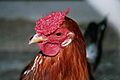 Rooster crowing