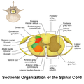 Spinal Cord Sectional Anatomy. Animation in the reference.